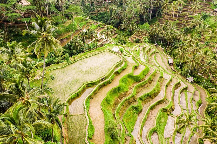 Tegallalang Rice Terraces