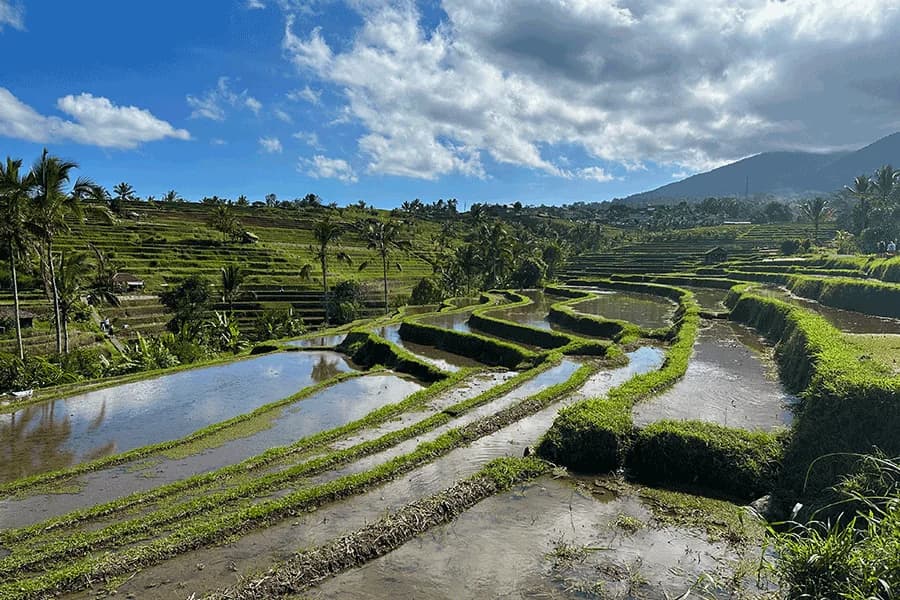 Jatiluwih Rice Terrace