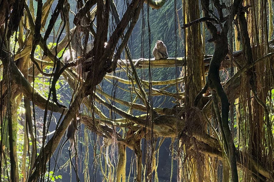 Sacred Monkey Forest Sanctuary